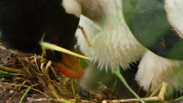 Der Südliche Rockhopper Pinguin Eudyptes Chrysocome Füttert Sein Küken Die — Stockvideo
