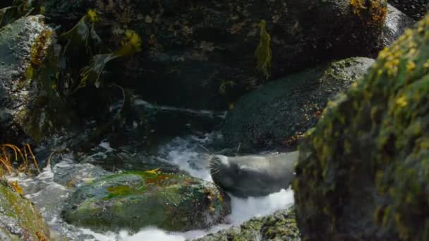 Der Südamerikanische Seelöwe Otaria Flavescens Auf Der Jagd Nach Einem — Stockvideo