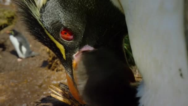 Południowy Pingwin Rockhopper Eudyptes Chrysocome Karmi Pisklę Subantarktyczne Wyspy Diego — Wideo stockowe