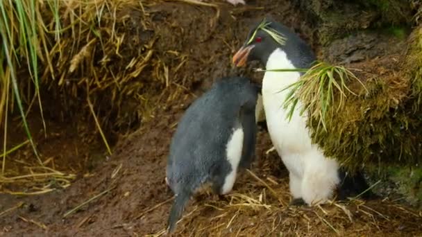 Pingüino Saltamontes Del Sur Eudyptes Chrysocome Anidando Las Islas Sub — Vídeos de Stock