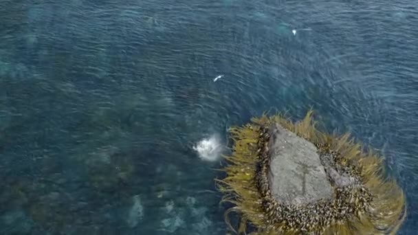 南美洲海狮 Otaria Flavescens 在南极以南的帕塔哥尼亚海洋保护区迭戈拉米雷斯岛猎捕企鹅 — 图库视频影像