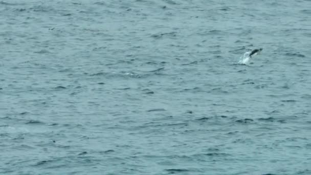 Южноамериканский Морской Лев Otaria Flavescens Охотится Пингвина Суб Антарктических Островах — стоковое видео