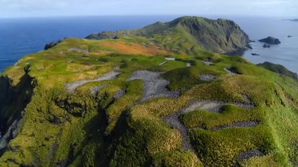 漂泊的信天翁 Diomedea Exulans 的殖民者们在密密麻麻的草丛中雕刻河流 这些草丛位于南极以南的迭戈拉米雷斯岛和巴塔哥尼亚海洋保护区之间 — 图库视频影像
