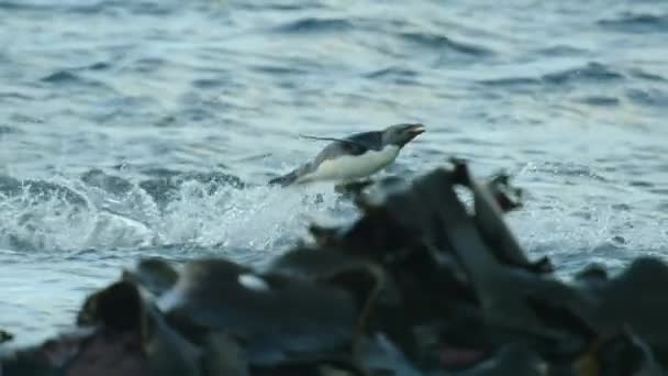 在南极以南岛屿迭戈拉米雷斯 巴塔哥尼亚海洋保护区周围游动的南方跳蚤企鹅 Eudyptes Chrysocome — 图库视频影像