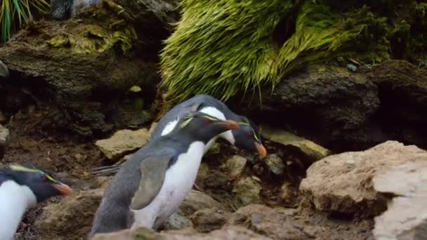 Pinguim Rocha Sul Eudyptes Chrysocome Nidificação Ilhas Sub Antárticas Diego — Vídeo de Stock