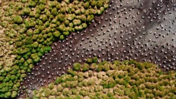 Kolonien Von Wanderalbatrossen Diomedea Exulans Graben Flüsse Durch Das Dicke — Stockvideo