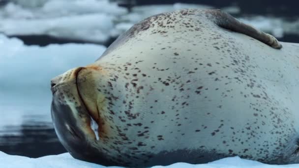位于智利南部圣拉斐尔冰川的雌性美洲豹海豹在繁殖季节睡觉时鸣叫吸引异性交配 — 图库视频影像