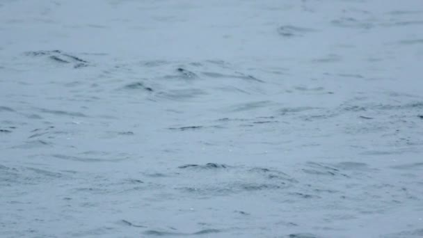在南极以南岛屿迭戈拉米雷斯 巴塔哥尼亚海洋保护区周围游动的南方跳蚤企鹅 Eudyptes Chrysocome — 图库视频影像