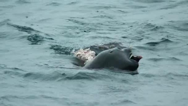 Leão Marinho Sul Americano Otaria Flavescens Caça Pinguim Nas Ilhas — Vídeo de Stock
