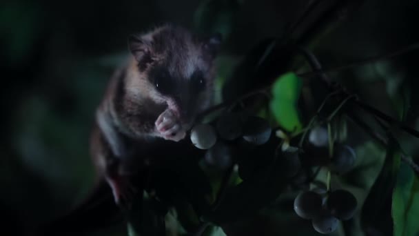 チリのヴァルディヴィア温帯林で夜間にモニト オロコロ オポッサム ドロミオシオス グロイド の夜行性がある — ストック動画