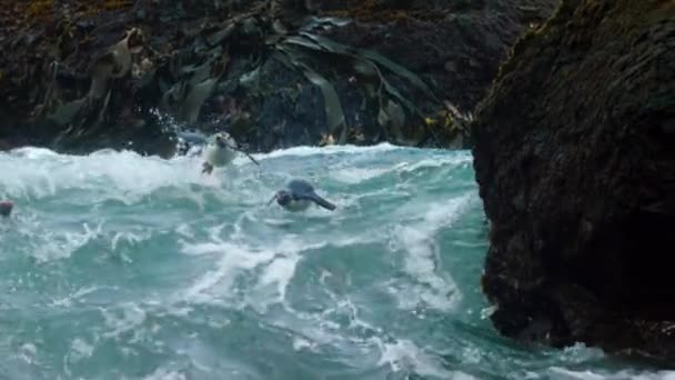 Pingüino Saltamontes Del Sur Eudyptes Chrysocome Nadando Alrededor Las Islas — Vídeo de stock