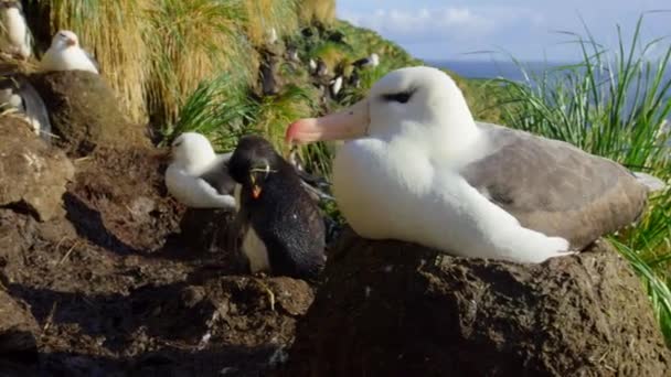 Pingüino Saltamontes Del Sur Eudyptes Chrysocome Anidando Las Islas Sub — Vídeo de stock