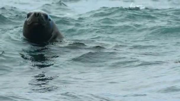 Lobo Marino Sudamericano Otaria Flavescens Cazando Pingüino Las Islas Sub — Vídeo de stock