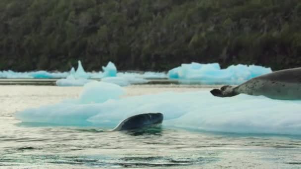 Male Leopard Seal Hydrurga Leptonyx Follow Female Calling Mating Breeding — Stock Video