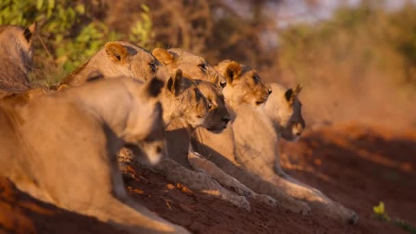 Detail Afrického Lva Panthera Leo Národním Parku Tsavo Keňa — Stock video
