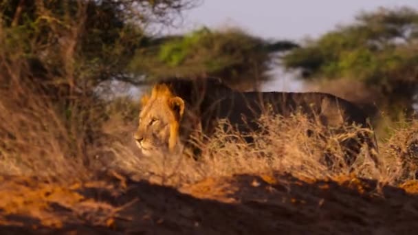 Kenya Tsavo Ulusal Parkı Ndaki Afrika Aslanının Panthera Leo Yakınına — Stok video