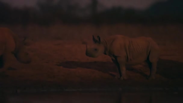 Spitzmaulnashörner Diceros Bicornis Kommen Nachts Den Tsavo Nationalpark Kenia Dort — Stockvideo