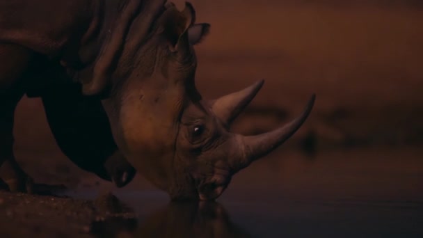Rinoceronte Nero Diceros Bicornis Arriva Pozzo Acqua Beve Qualcosa Notte — Video Stock
