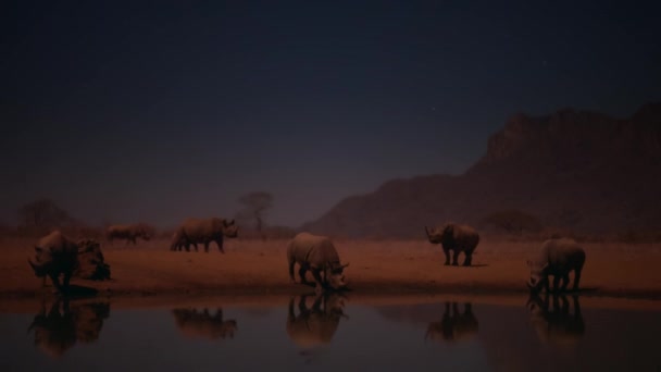 在肯尼亚的Tsavo国家公园 黑犀牛 Diceros Bicornis 在夜间到达水坑并喝水 高灵敏度相机 — 图库视频影像
