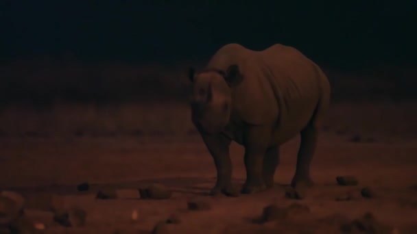 Black Rhinoceros Diceros Bicornis Arrive Water Hole Take Drink Night — Stock Video