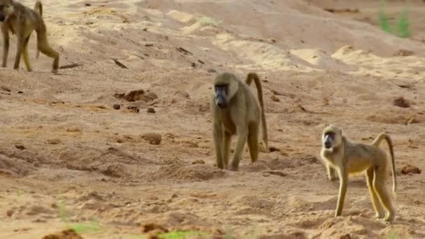 Los Babuinos Cavan Succionan Agua Arenosa Estación Seca Parque Nacional — Vídeos de Stock