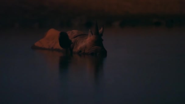 在肯尼亚的Tsavo国家公园 黑犀牛 Diceros Bicornis 在夜间到达水坑并喝水 高灵敏度相机 — 图库视频影像
