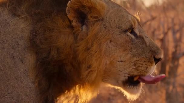 Nahaufnahme Des Afrikanischen Löwen Panthera Leo Tsavo Nationalpark Kenia — Stockvideo