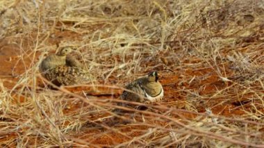 Kenya 'daki Tsavo Ulusal Parkı' nda siyah yüzlü kumtavuğu ailesinin (Pterocles dekoru) kapanışı.