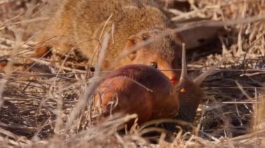 Cüce firavun faresi (Helogale parvula) Kenya 'daki Tsavo Ulusal Parkı' nda dev bir Afrika salyangozu avlar.. 