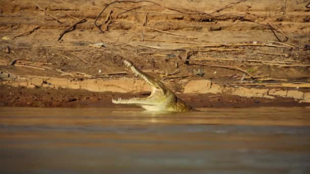 Close Crocodilo Rio Athi Galana Sabaki Quênia — Vídeo de Stock