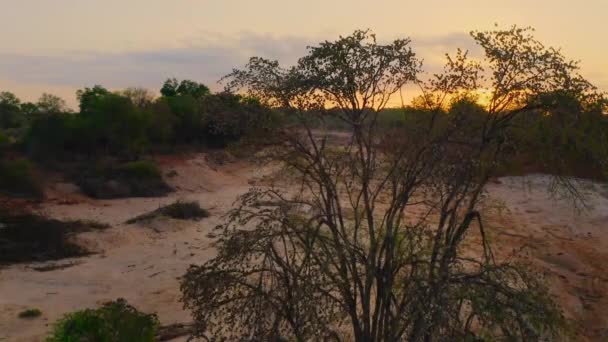 Kenya Daki Tsavo Ulusal Parkı Ndaki Kırmızı Gagalı Quelea Quelea — Stok video
