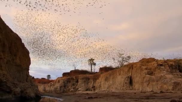 Close Flock Red Billed Quelea Quelea Quelea Tsavo National Park — Stock Video