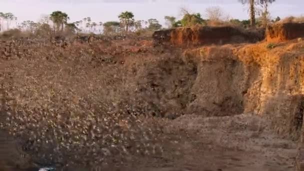 Detailní Záběr Hejna Kvádrů Červených Quelea Quelea Národním Parku Tsavo — Stock video