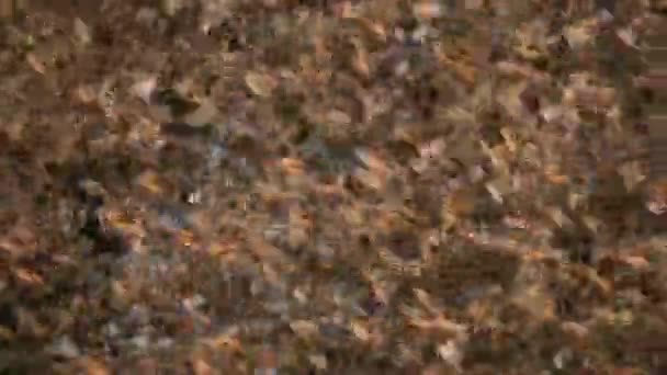 Detailní Záběr Hejna Kvádrů Červených Quelea Quelea Národním Parku Tsavo — Stock video