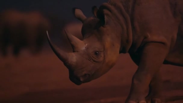 Primer Plano Del Rinoceronte Negro Diceros Bicornis Por Noche Parque — Vídeo de stock