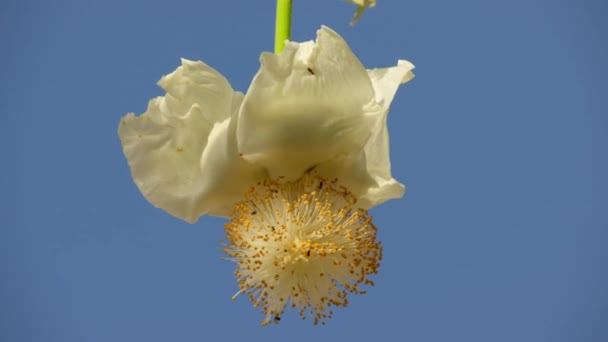 Zbliżenie Baobabów Adansonia Digitata Wyrzuca Zielone Liście Ekstrawaganckie Białe Kwiaty — Wideo stockowe