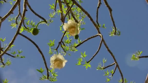 バオバブの木 アデノニアのデジタ の近くに緑の葉と贅沢な白い花 ツォヴァ国立公園 ケニア — ストック動画