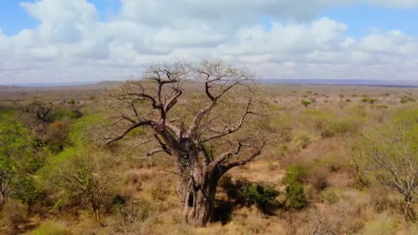 バオバブの木 アデノニアのデジタ の近くに緑の葉と贅沢な白い花 ツォヴァ国立公園 ケニア — ストック動画