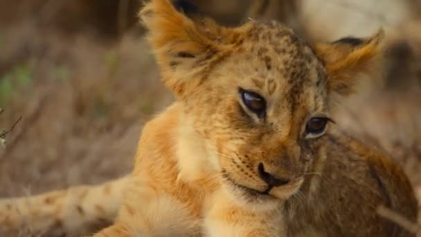 Detail Roztomilého Afrického Lva Panthera Leo Národním Parku Tsavo Keňa — Stock video