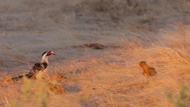 在肯尼亚的萨沃国家公园 德肯的角嘴生活在一起的矮雁群 Helogale Parvula 的特写镜头 — 图库视频影像
