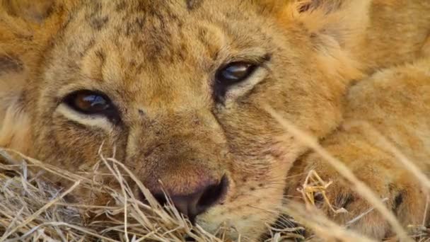 Close Van Schattige Afrikaanse Leeuw Panthera Leo Tsavo National Park — Stockvideo