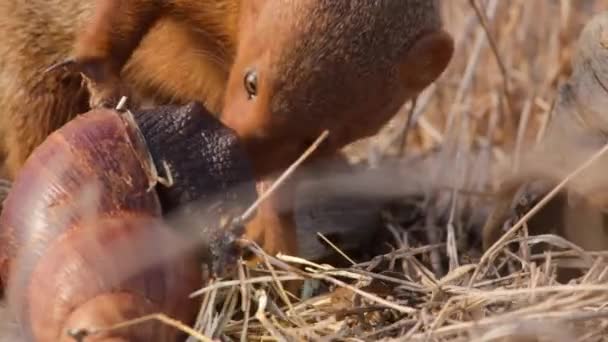 Den Vanliga Dvärgmongoosen Helogale Parvula Jagar Gigantisk Afrikansk Landsnigel Tsavo — Stockvideo