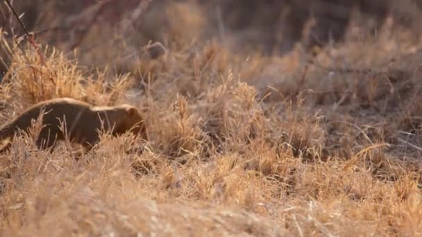 Обыкновенная Мангуста Helogale Parvula Охотящаяся Гиганта Африканского Происхождения Приземлилась Национальном — стоковое видео