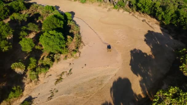 Bull Sloni Loxodonta Africana Přes Suchou Řeku Najít Vodu Národní — Stock video
