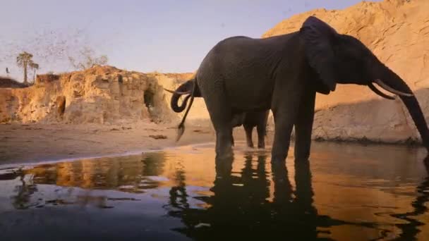 Detailní Záběr Afrických Slonů Mezi Hejnem Quelea Červenými Fakturami Národním — Stock video