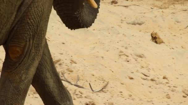 Слони Бика Loxonta African Через Суху Річку Щоб Знайти Воду — стокове відео