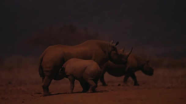 雌性黑犀牛 Diceros Bicornis 带着它的小牛犊在夜晚在肯尼亚的沙沃国家公园找到了水 高灵敏度相机 — 图库视频影像