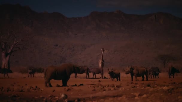 Самка Чёрного Носорога Diceros Bicornis Своим Теленком Находит Воду Ночью — стоковое видео