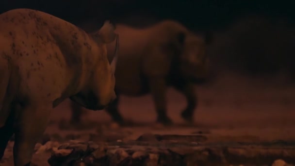 Hembra Rinoceronte Negro Diceros Bicornis Con Cría Encuentra Agua Por — Vídeos de Stock