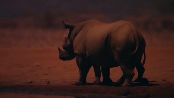 Samice Nosorožce Černého Diceros Bicornis Svým Lýtkem Nacházejí Noci Keňském — Stock video
